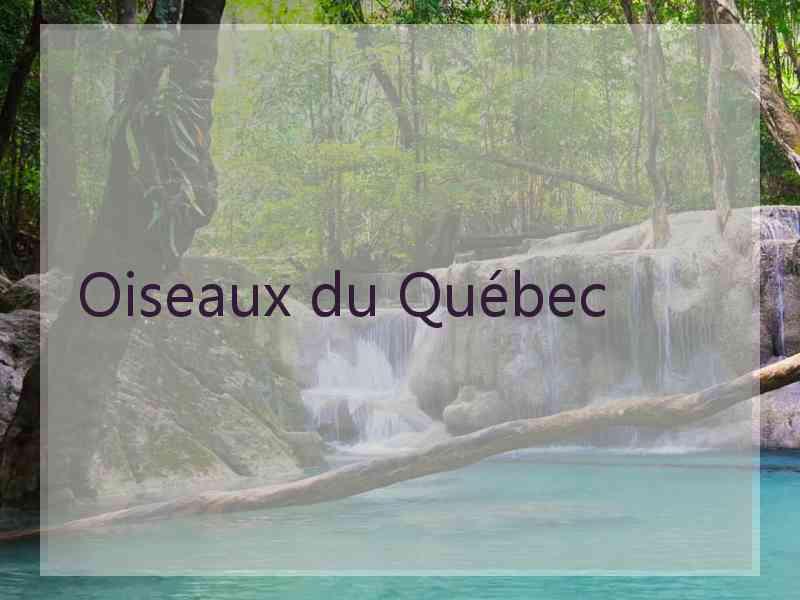 Oiseaux du Québec