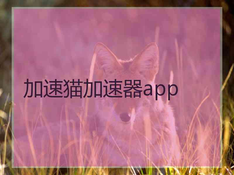 加速猫加速器app